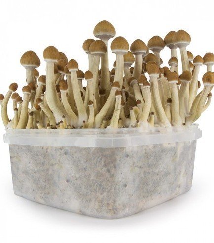 mushroom growing kit