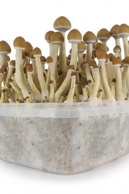 Extreme XL Magic Mushroom Grow Kit Mckennaii