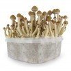 Extreme XL Magic Mushroom Grow Kit Mckennaii