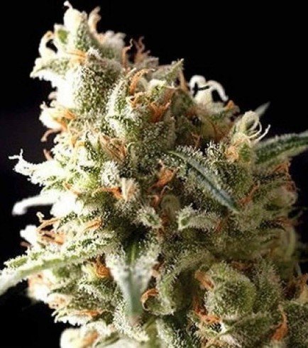 O.GKush Cannabis Seeds - Royal Queen Seeds