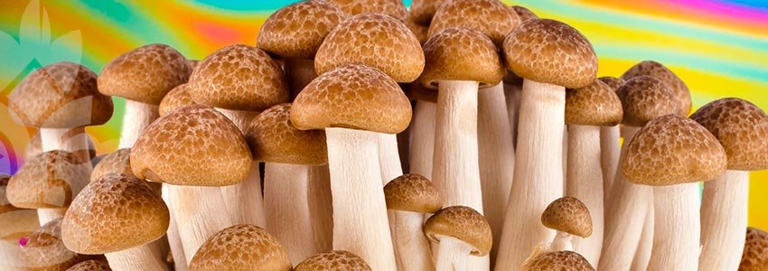 Psilocybine Mushrooms