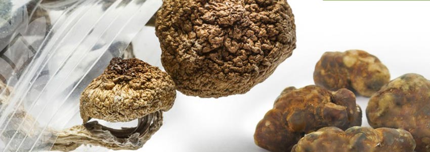 Magic Truffles Vs Magic Mushrooms