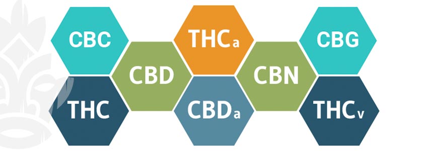 How Do Cannabinoids Interact With The Endocannabinoid System?