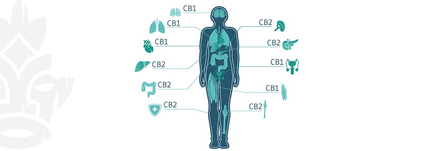 The Endocannabinoid System: A Fascinating Enigma