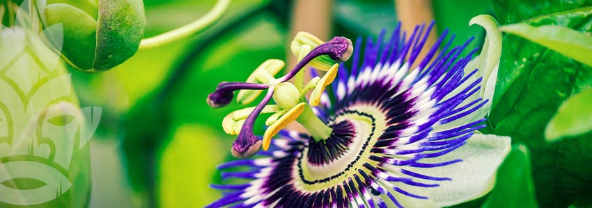 Passionflower