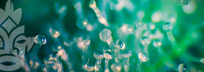 The Best Methods To Increase Trichome Production