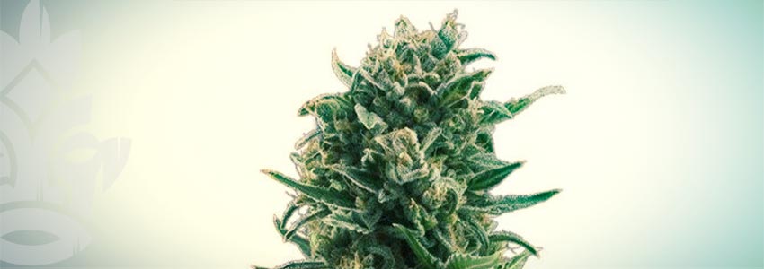 WHITE WIDOW (ZATIVO SEEDS)