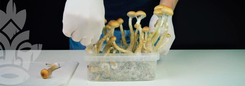 Instructions D'Utilisation Des Kits de Culture Fresh Mushrooms - Zamnesia