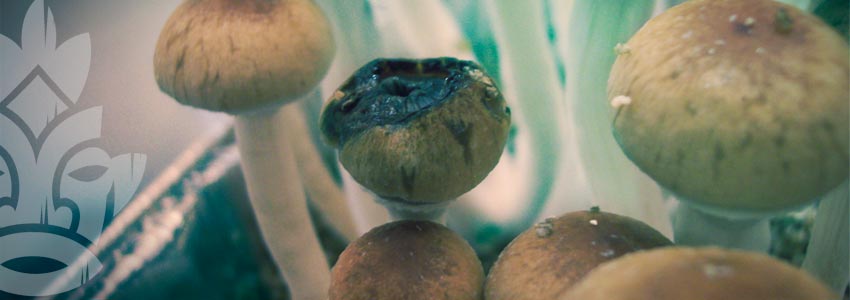 White or green contamination (Trichoderma Tarzianum) : Magic Mushrooms Shop