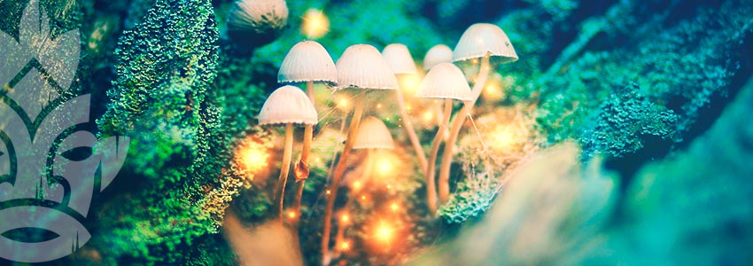 HOW TO MICRODOSE MAGIC MUSHROOMS AND TRUFFLES?