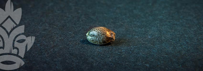 HOW LONG CAN YOU KEEP CANNABIS SEEDS?