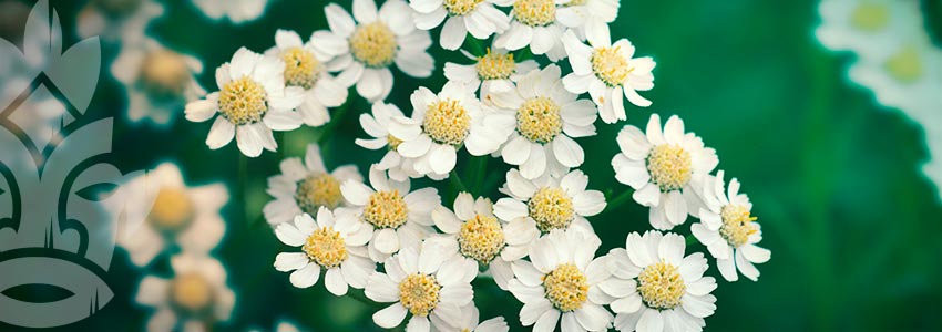 Syrian Rue (Peganum harmala)