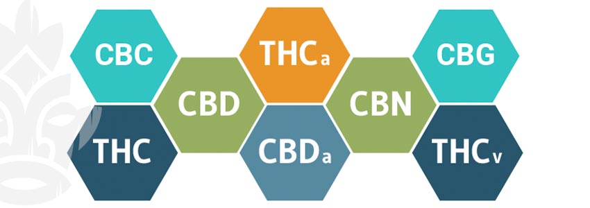 How Does CBD Work?