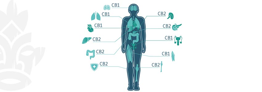 Which Cannabinoids Do Get You High?