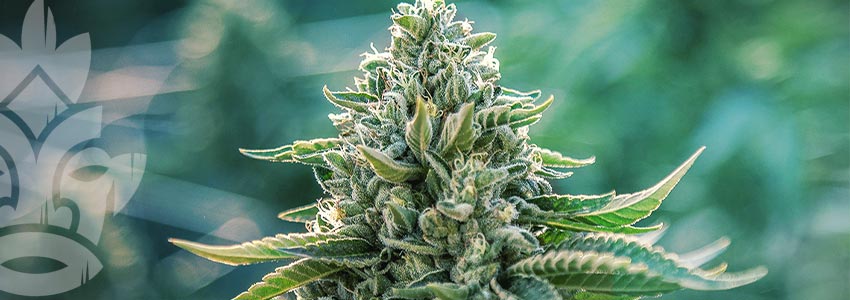 Zamnesia cannabis seedfinder: Feminised (Photoperiod) Or Autoflowering