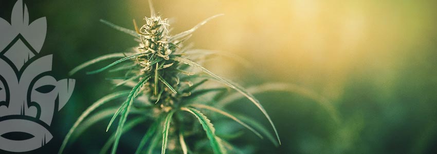 Zamnesia cannabis seedfinder: Flowering Period