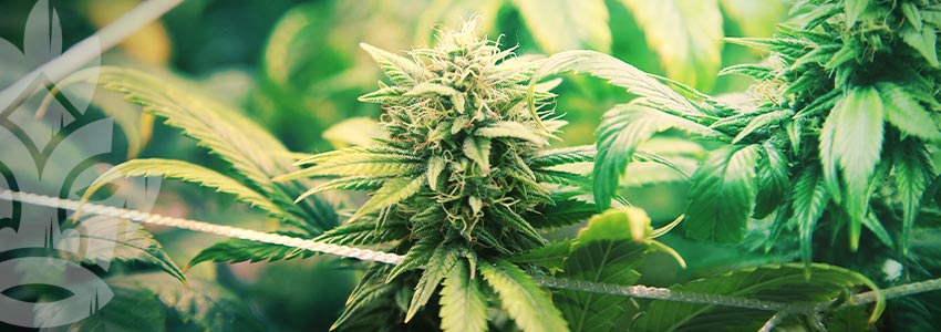 Zamnesia cannabis seedfinder: Growing Level