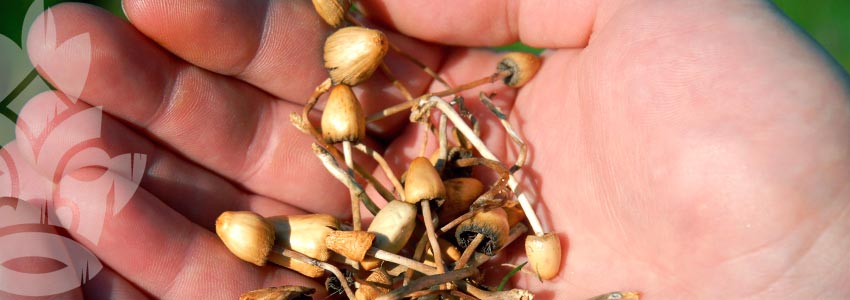 The Best Way To Take Magic Mushrooms