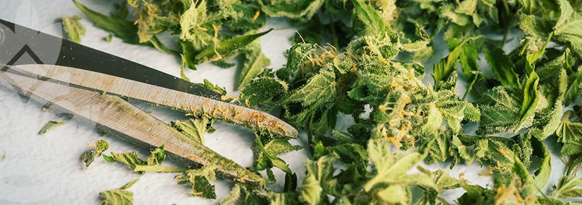 Grow Cannabis on a Budget - Trimmings