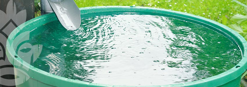 Grow Cannabis on a Budget - Use Rainwater