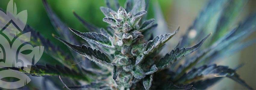 Best Strains For Cool Climates