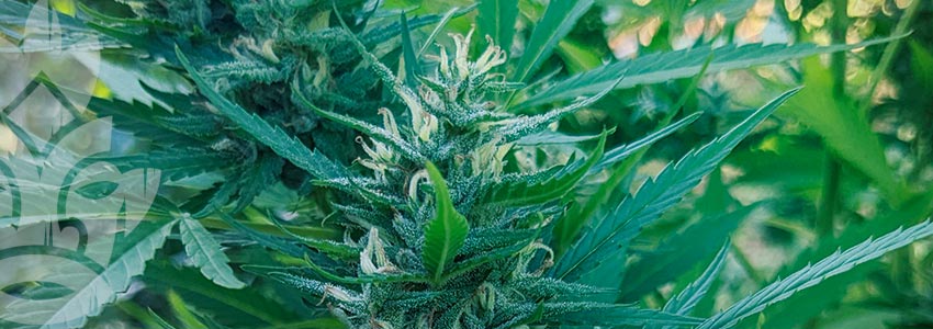Best Strains For Temperate Climates