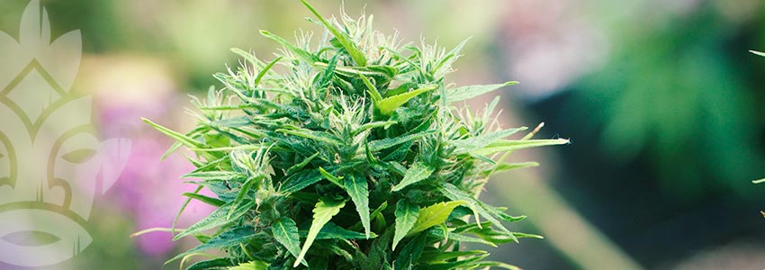 Best Strains For Hot Climates