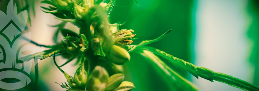 How Do You Know If Your Cannabis Plant Is A Hermaphrodite?