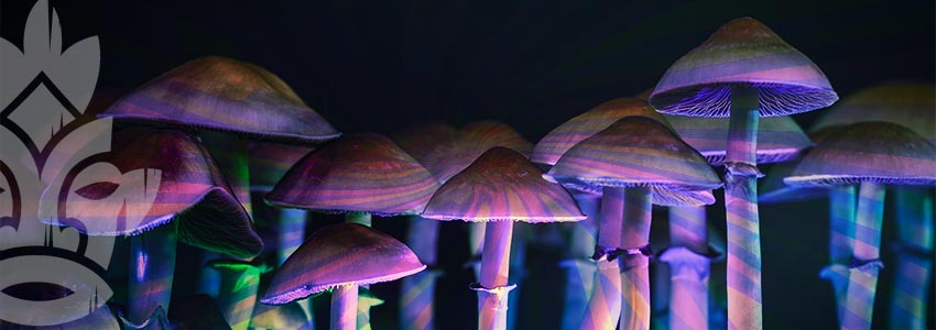 Magic Mushrooms Or Truffles