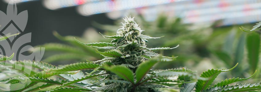 Top 10 Tips For Growing Cannabis