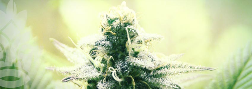 Indica Cream (Kannabia Seeds Company) 