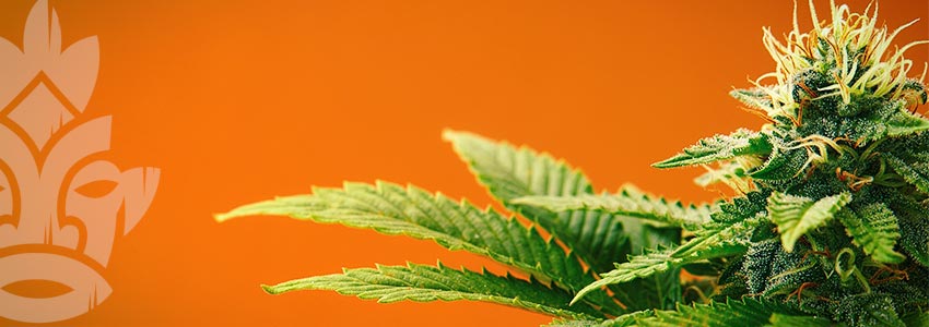 Can Cannabis Turn Other Colours?