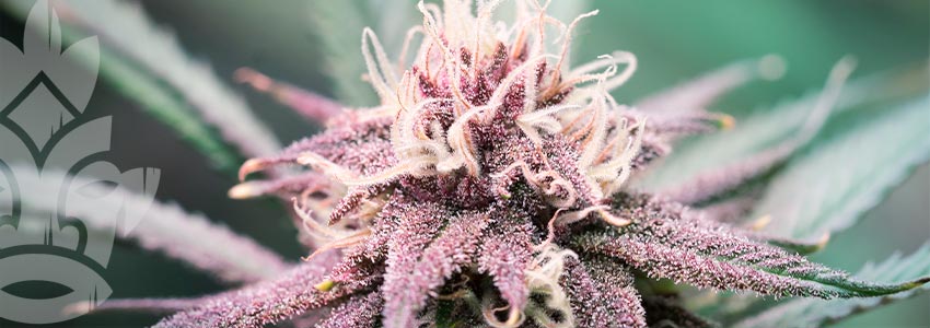 How To Grow Purple Weed