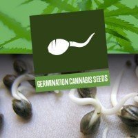 Germination Cannabis Seeds