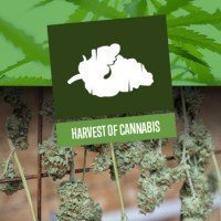 Harvest of Cannabis