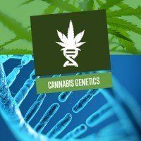 Cannabis Genetics