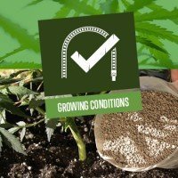 Growing Conditions