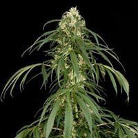 Super Silver Haze