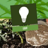 Light for Growing Cannabis