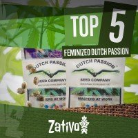 Top 5 Feminized Dutch Passion