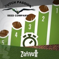 Top 5 Autoflowering Dutch Passion