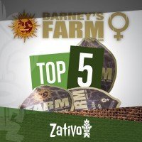 Top 5 Feminized Barney's Farm