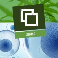 Cloning (Cuttings)