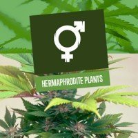 Hermaphrodite Plants