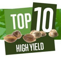 Top 10 High Yielders
