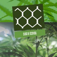 SOG and ScrOG