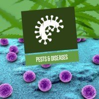 Pests and Diseases