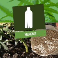 Nutrients for Cannabis Plants