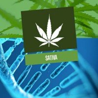 Cannabis Sativa