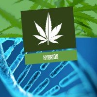 Cannabis Hybrids